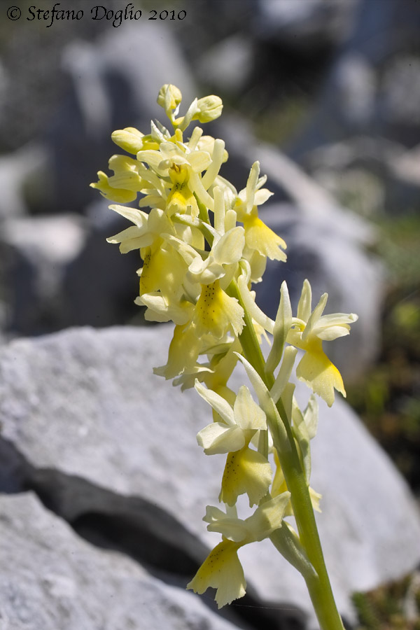 Orchis pauciflora - monti Lucretili